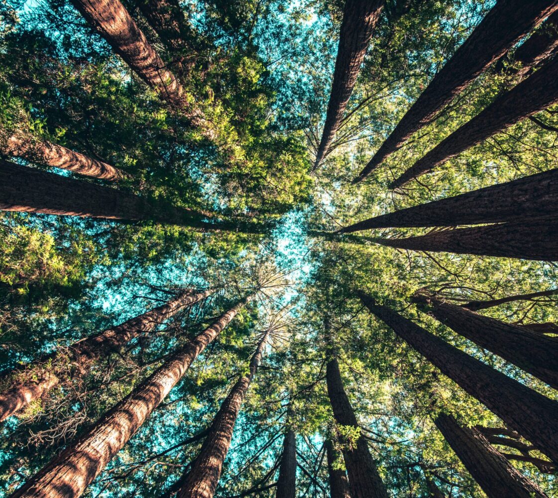 Tree tops from a ground view